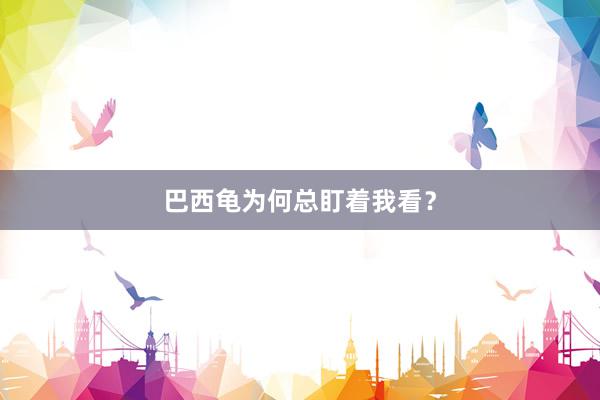 巴西龟为何总盯着我看？